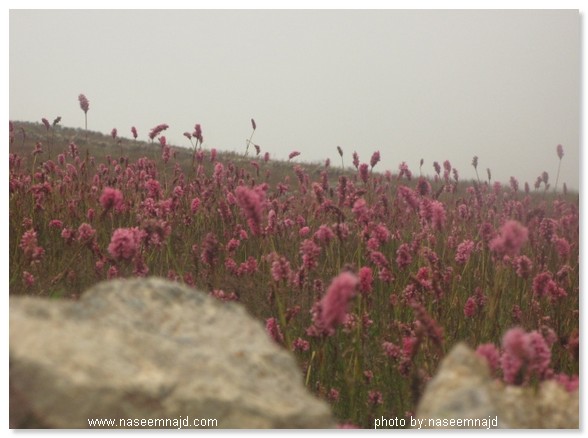 السلطان مراد , تركيا ,  الشمال التركي , اوزنقول , طربزون , 